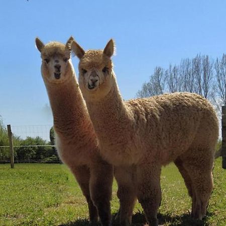 Domaine Ramonjavel, Glamping & Alpaca'S Bed & Breakfast Fongrave Exterior foto
