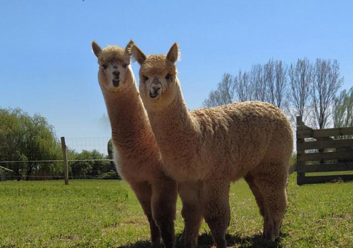 Domaine Ramonjavel, Glamping & Alpaca'S Bed & Breakfast Fongrave Exterior foto